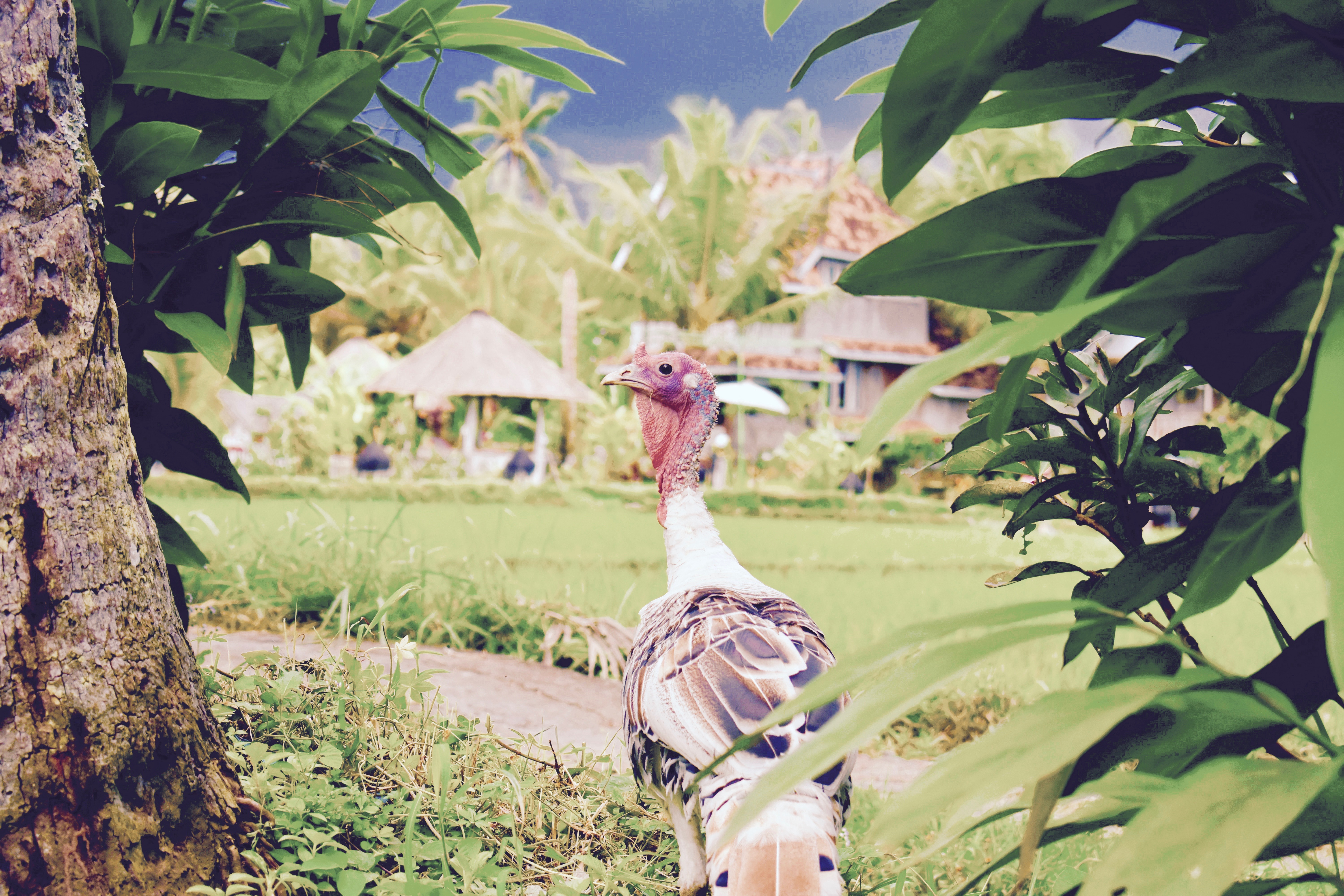 Writing retreat in Bali